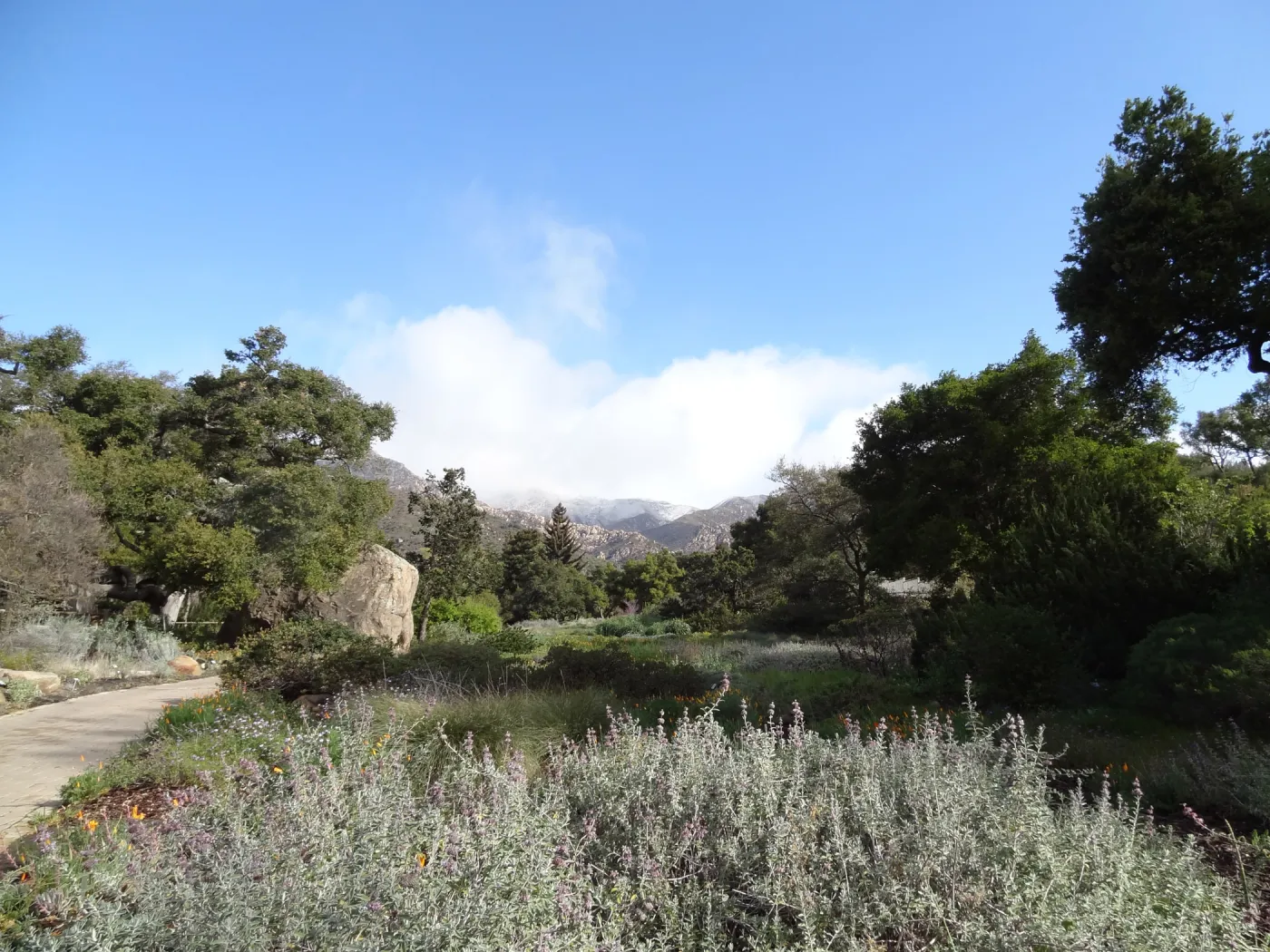 snow on the mountains, Blaksley Boulder, Meadow, Santa Barbara Botanic Garden