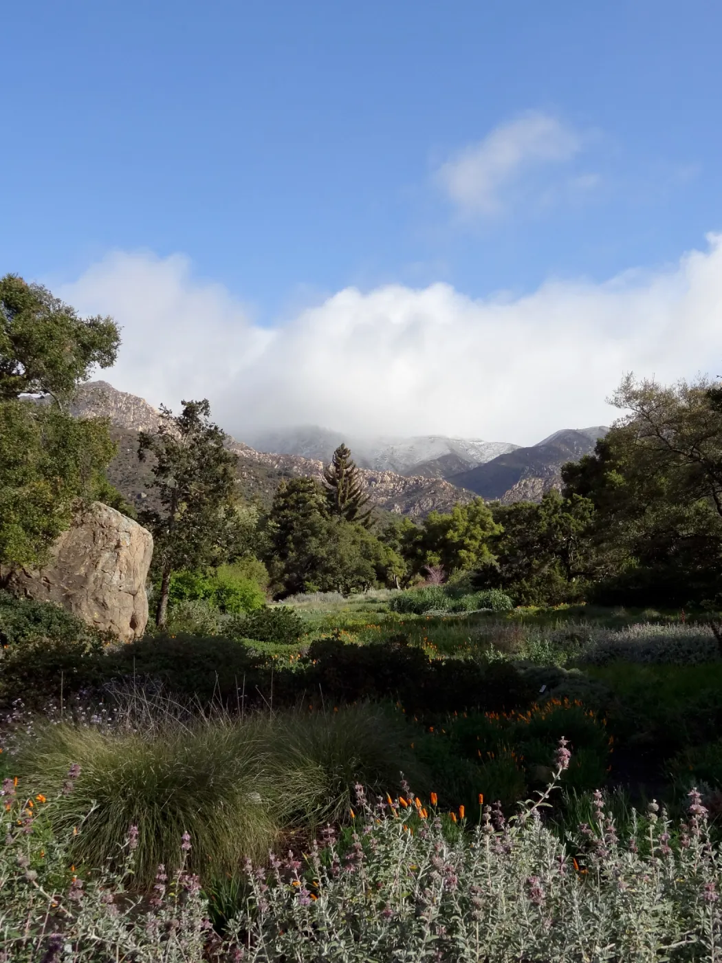 snow on the mountains, Blaksley Boulder, Meadow, Santa Barbara Botanic Garden