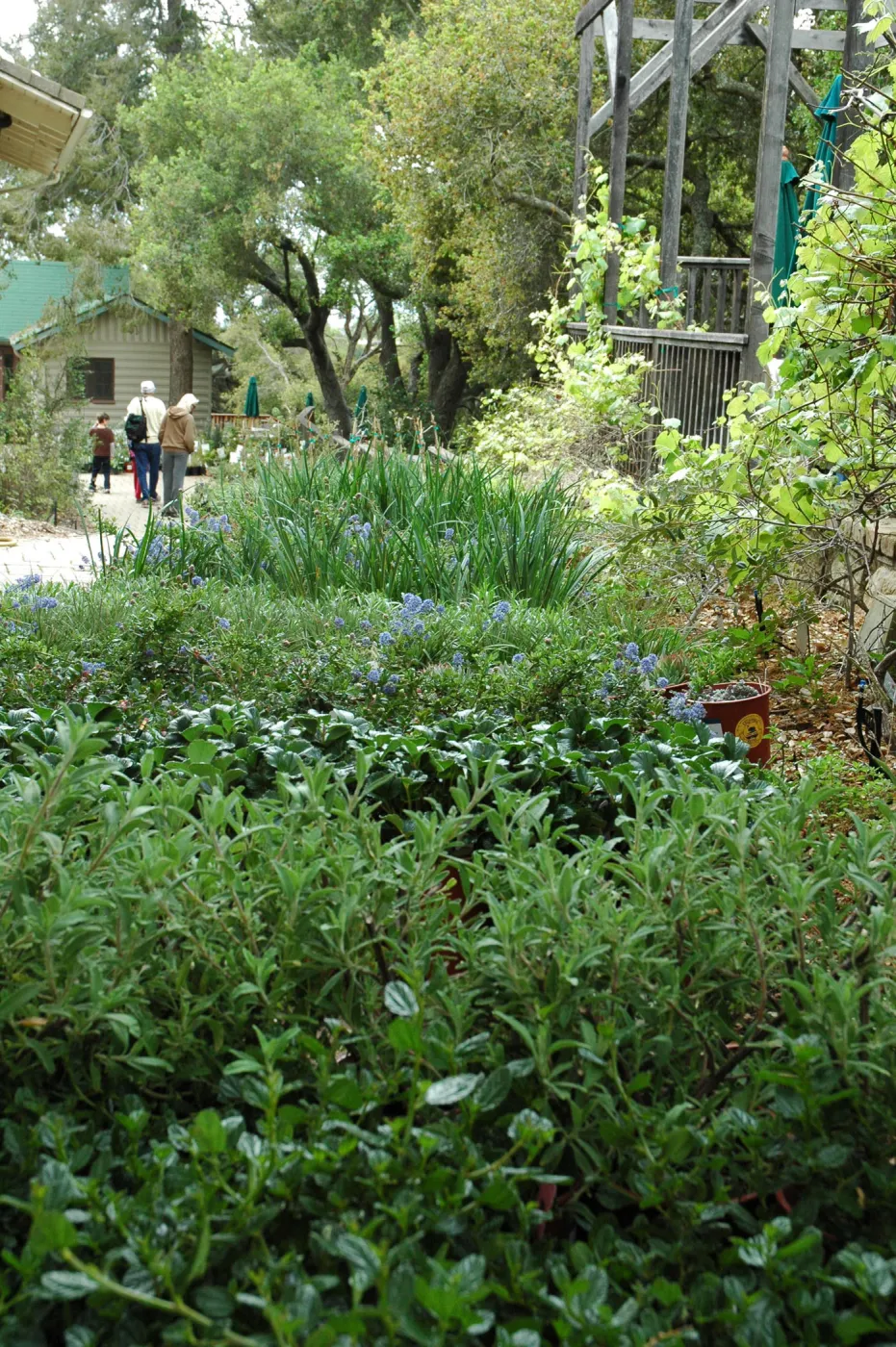 Spring Plant Sale 2012