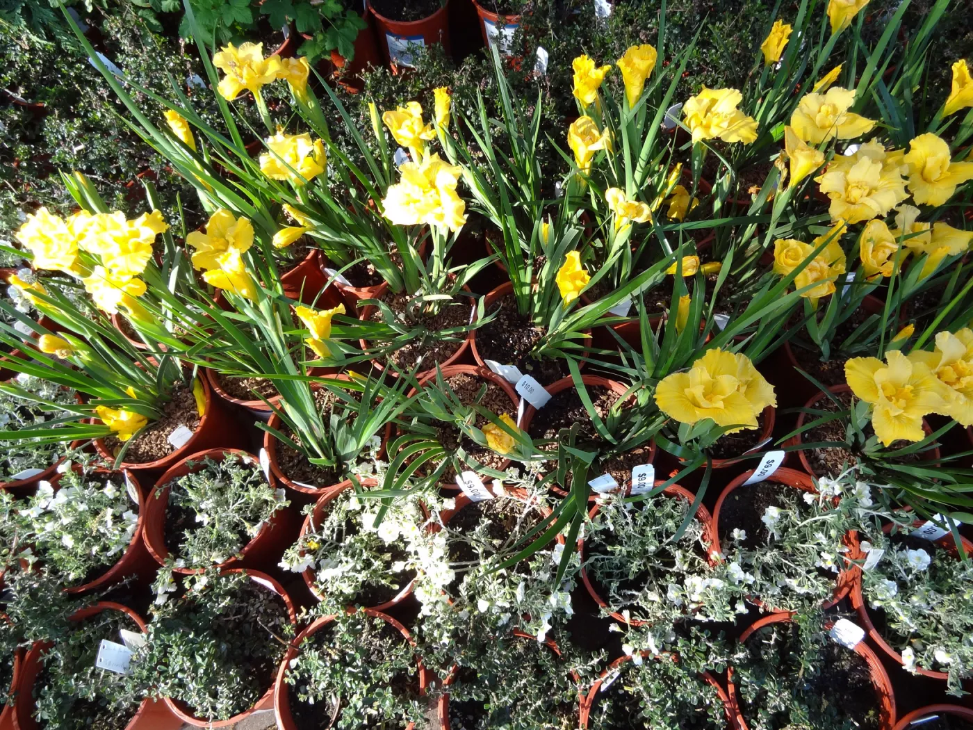 Spring Plant Sale, Garden Growers Nursery, yellow iris, plant lineup, Santa Barbara Botanic Garden