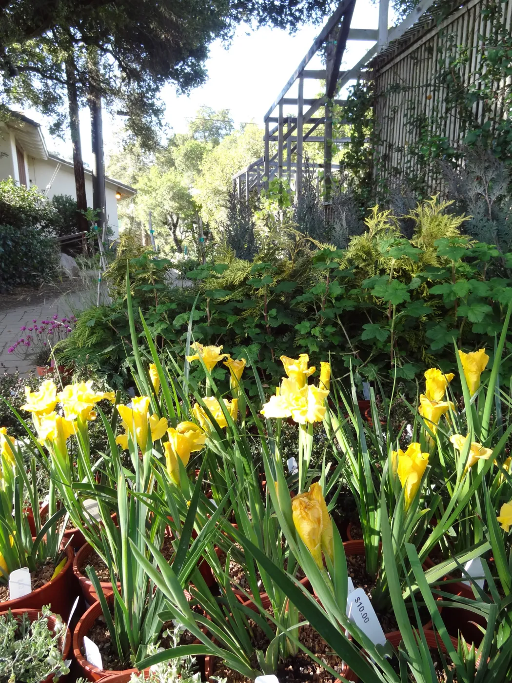 Spring Plant Sale, Garden Growers Nursery, yellow iris, plant lineup, Santa Barbara Botanic Garden