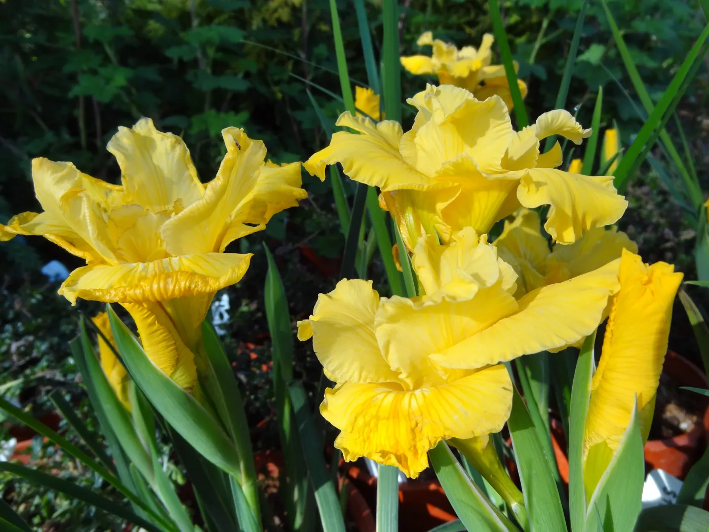 Spring Plant Sale, Garden Growers Nursery, yellow iris, plant lineup, Santa Barbara Botanic Garden