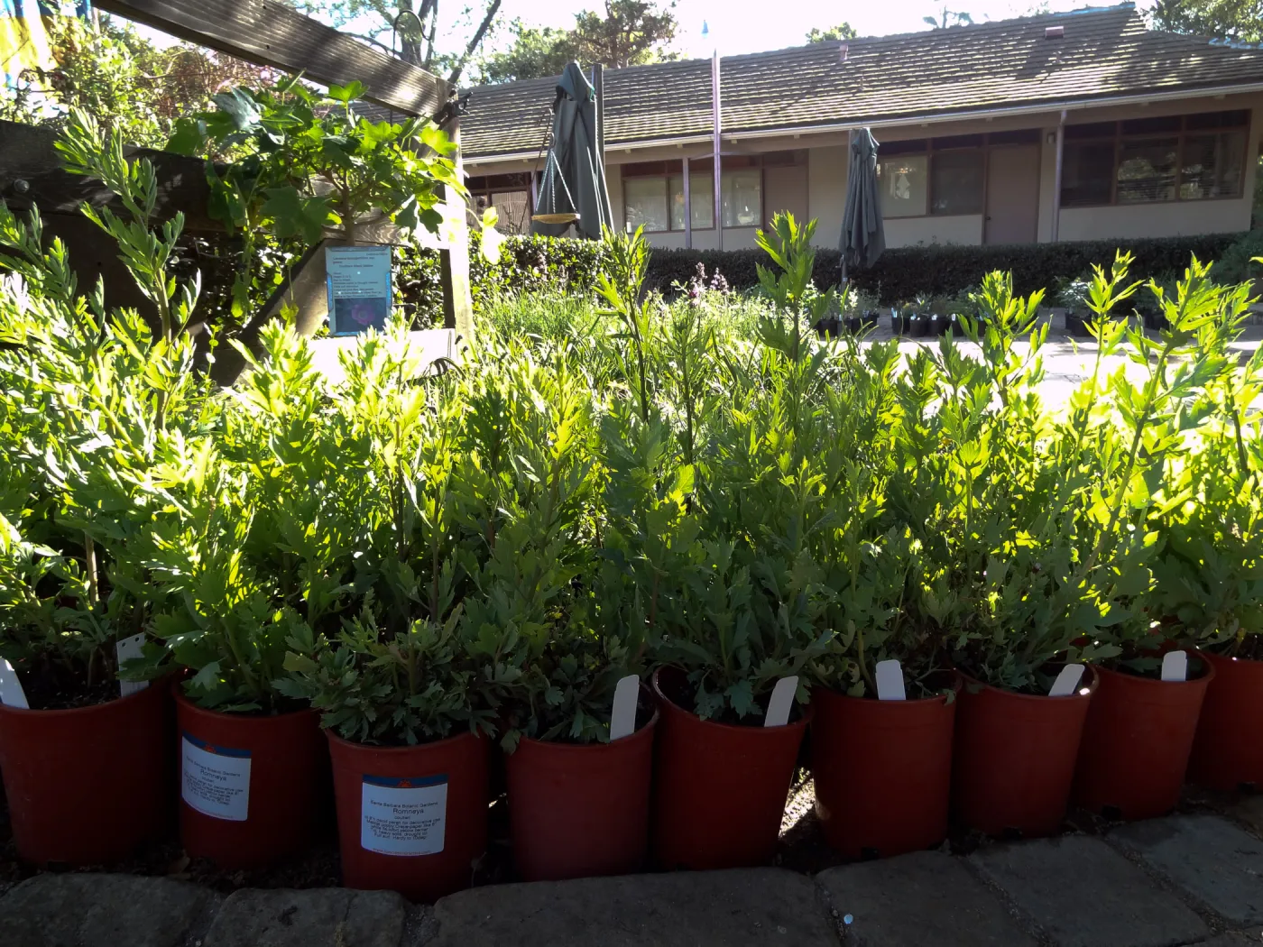 Romneya coulteri, Matilija poppy plant lineup, Spring Plant Sale, Santa Barbara Botanic Garden