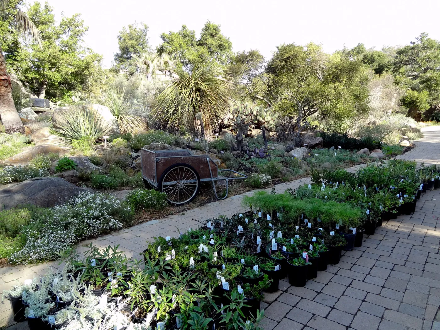 Spring Plant Sale, cart, plant lineup, Santa Barbara Botanic Garden