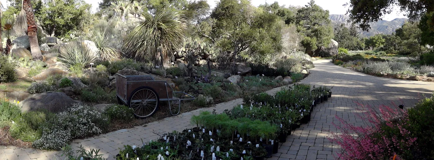Spring Plant Sale panorama, plant lineup, Santa Barbara Botanic Garden