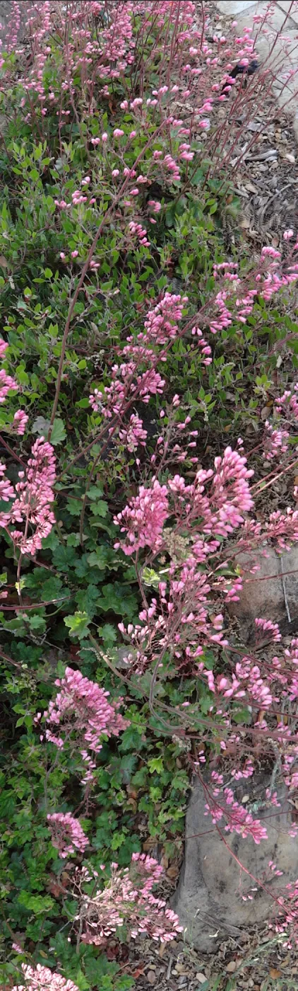 Heuchera flowers panorama, tall, Santa Barbara Botanic Garden