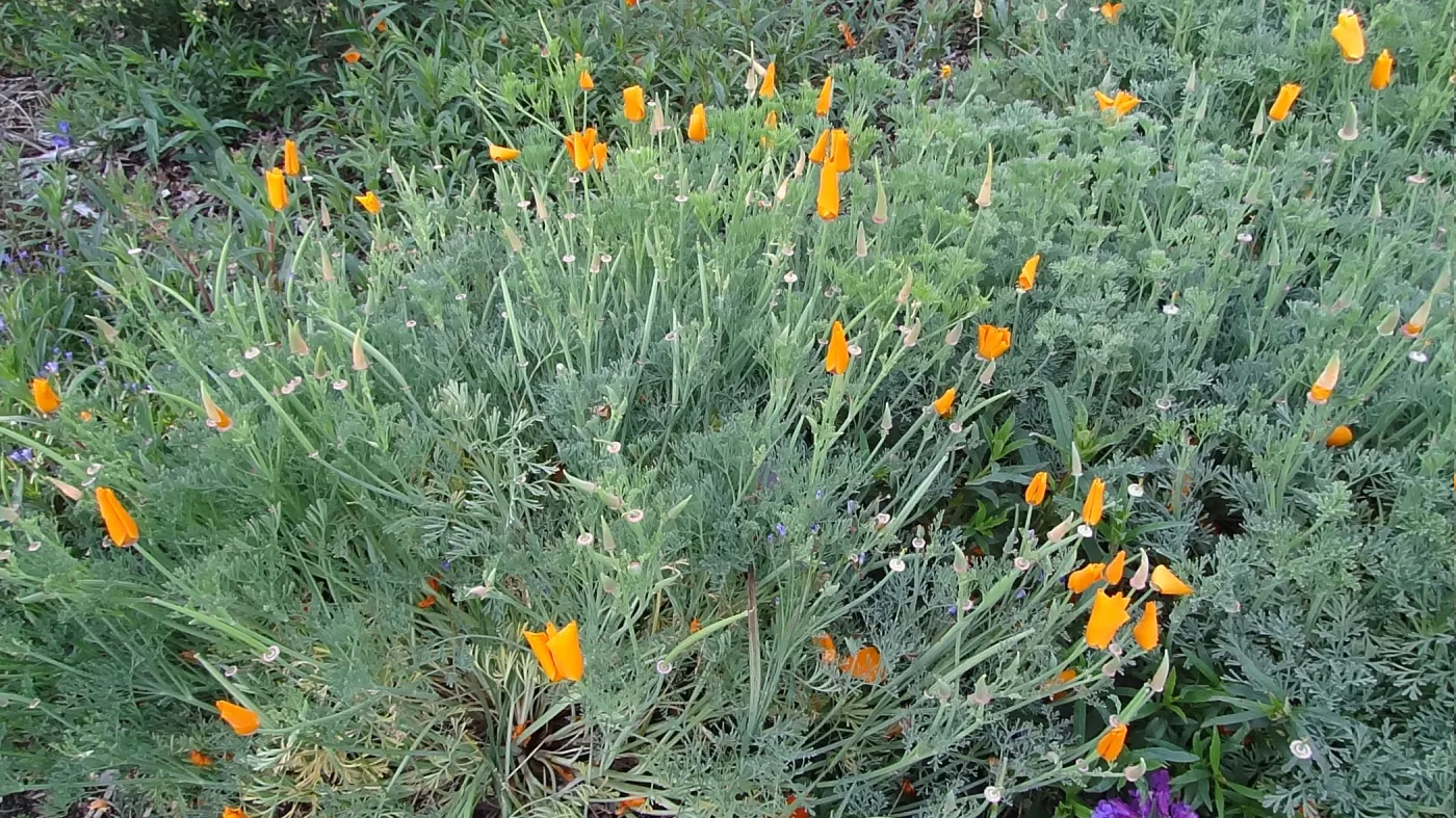 Spring Wildflowers panorama, poppies in the Meadow, Santa Barbara Botanic Garden
