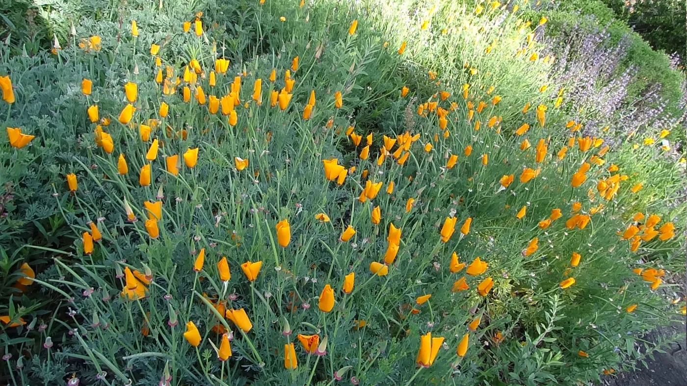 Spring Wildflowers panorama, poppies in the Meadow, Santa Barbara Botanic Garden