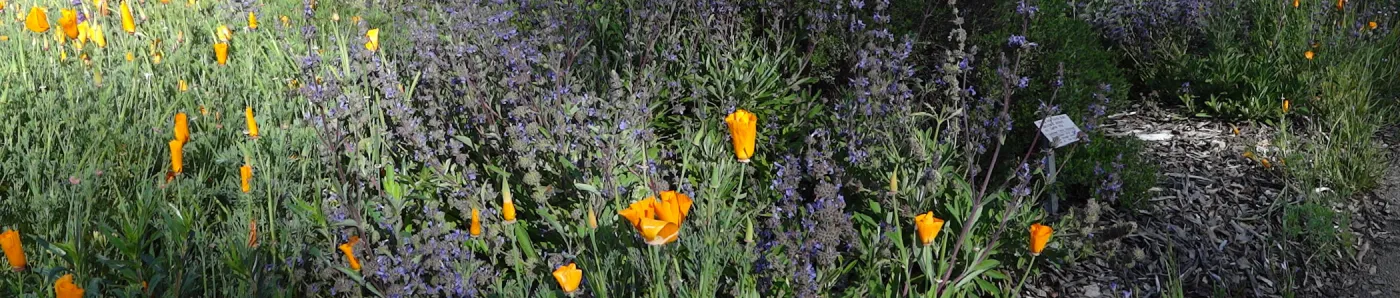 Spring Wildflowers panorama, poppies in the Meadow, Santa Barbara Botanic Garden