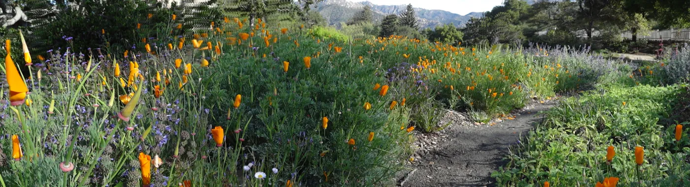 Spring Wildflowers panorama, poppies in the Meadow, Santa Barbara Botanic Garden