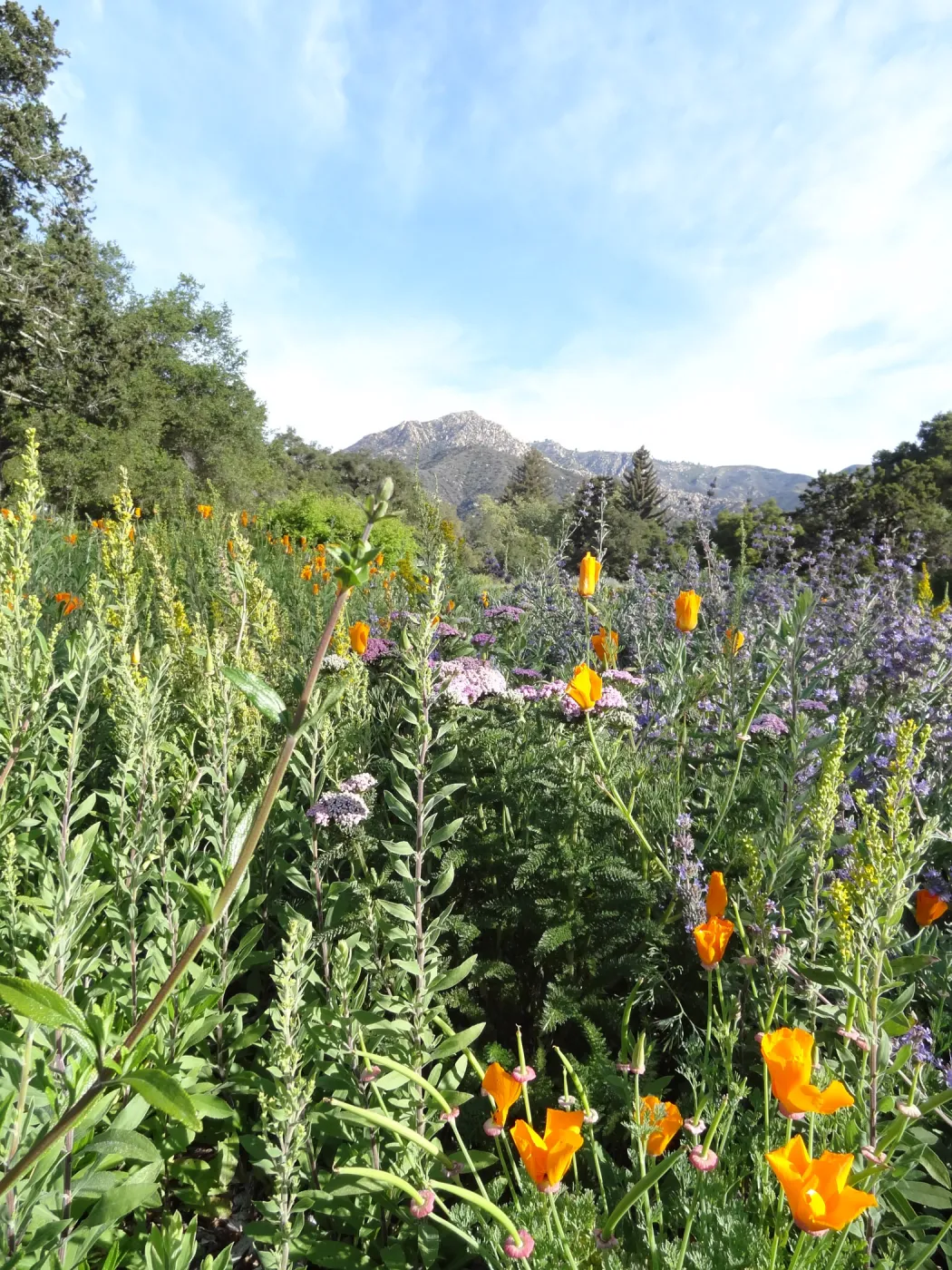 Spring Wildflowers in the Meadow, view to La Cumbre Peak, Santa Barbara Botanic Garden