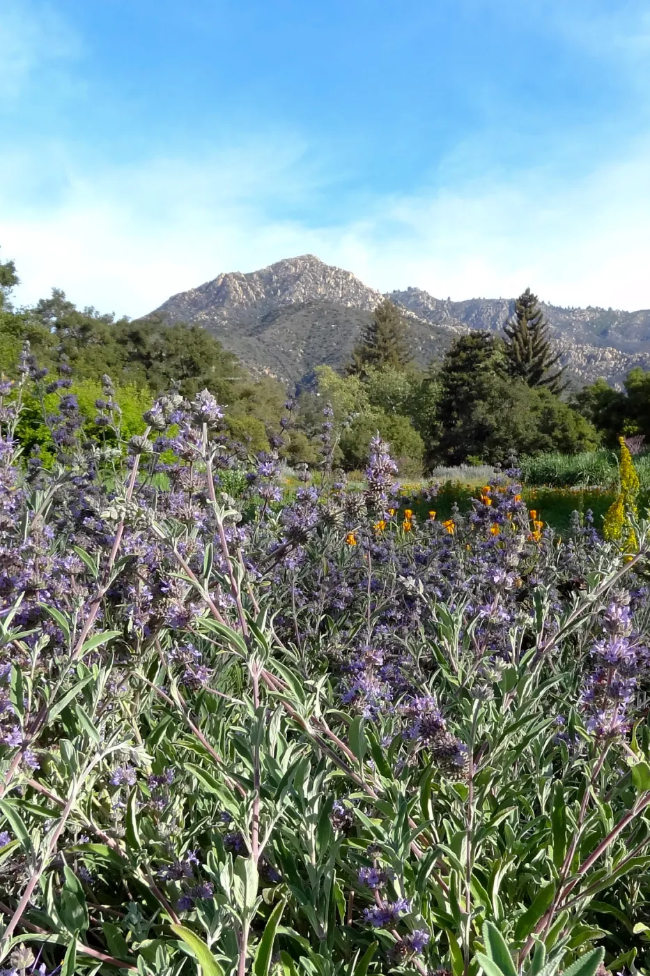 Spring Wildflowers in the Meadow, view to La Cumbre Peak, Santa Barbara Botanic Garden