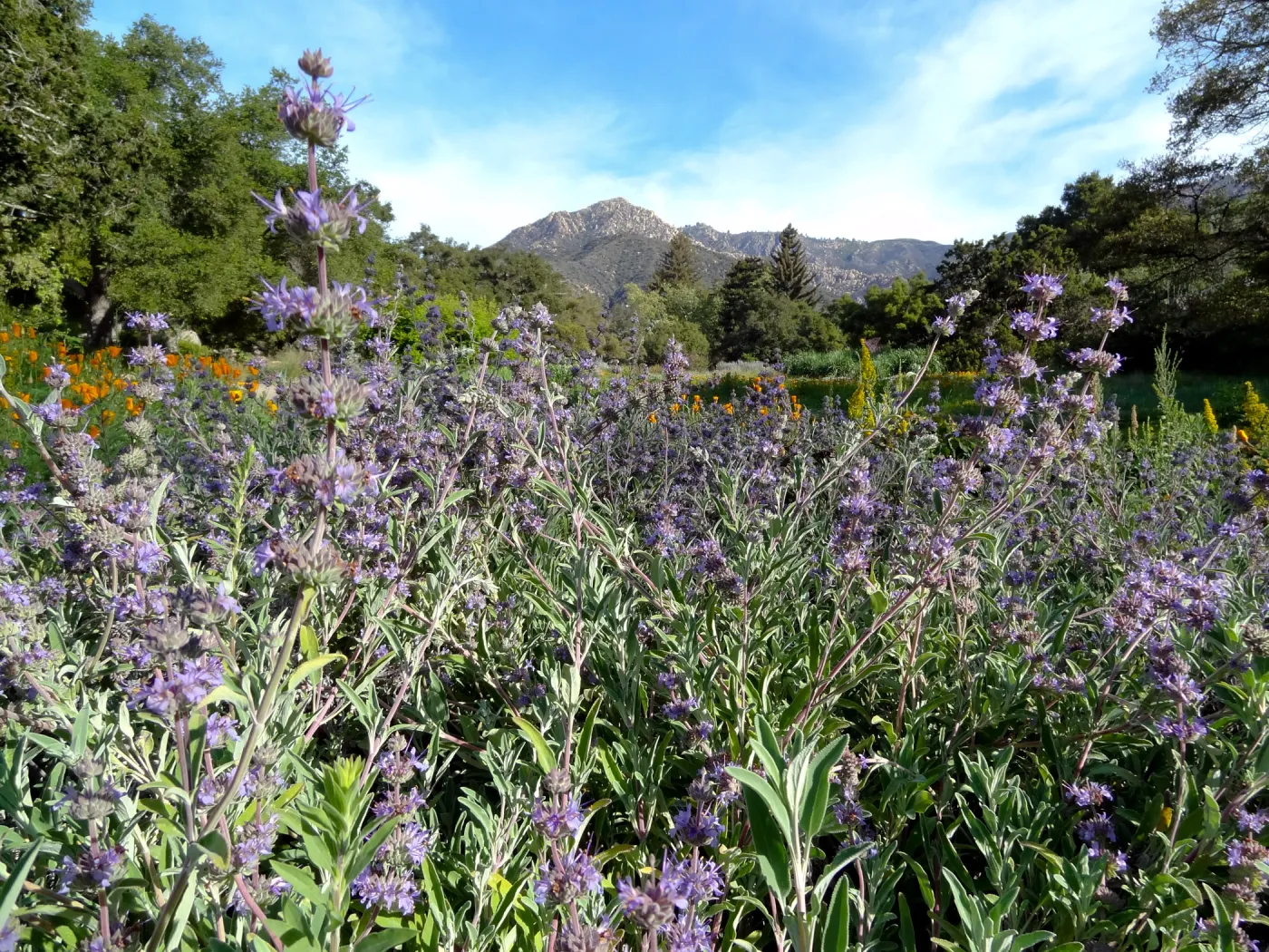 Spring Wildflowers in the Meadow, view to La Cumbre Peak, Santa Barbara Botanic Garden
