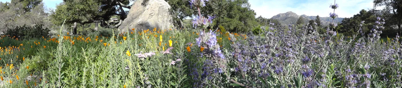 Blaksley Boulder panorama, wildflowers in the lower Meadow, Santa Barbara Botanic Garden