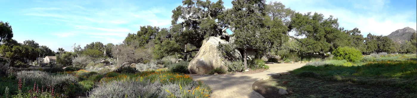 Blaksley Boulder panorama, lower Meadow, Santa Barbara Botanic Garden
