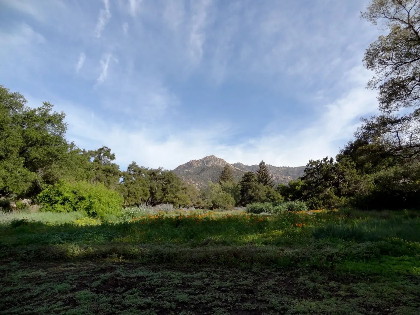 spring seedlings, Meadow view to La Cumbre Peak, Santa Barbara Botanic Garden