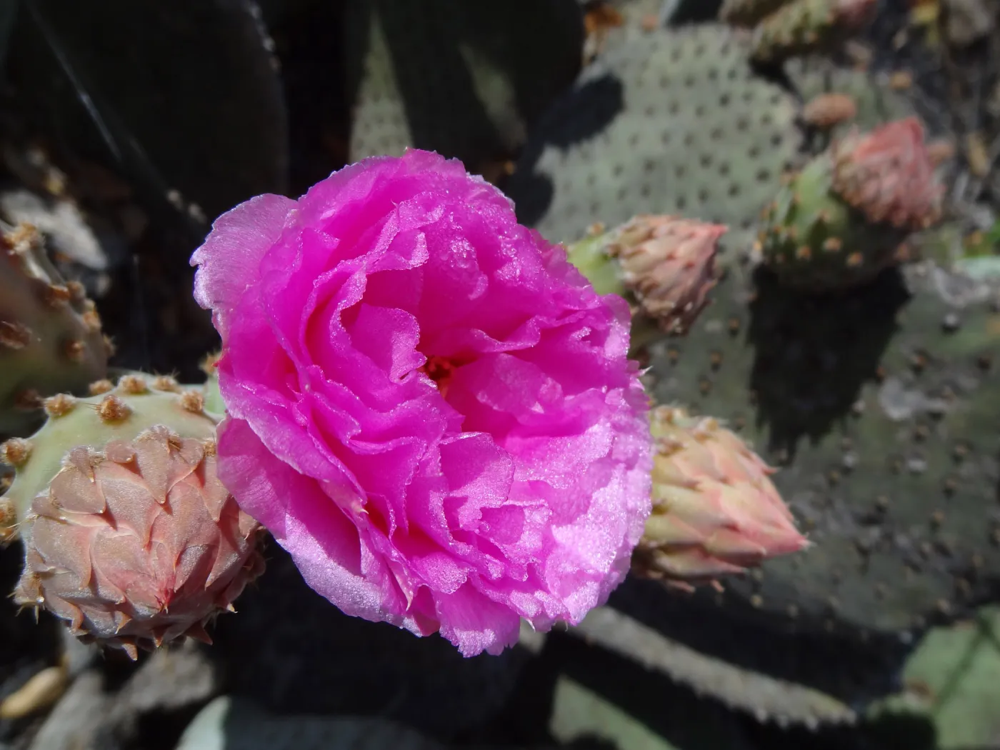 spring bloom, Desert Section, Santa Barbara Botanic Garden