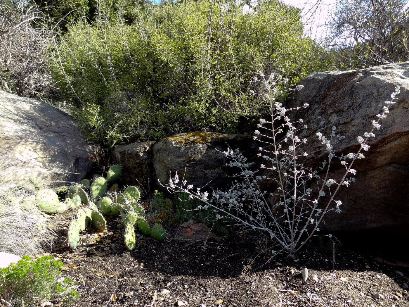 Desert Section, Santa Barbara Botanic Garden