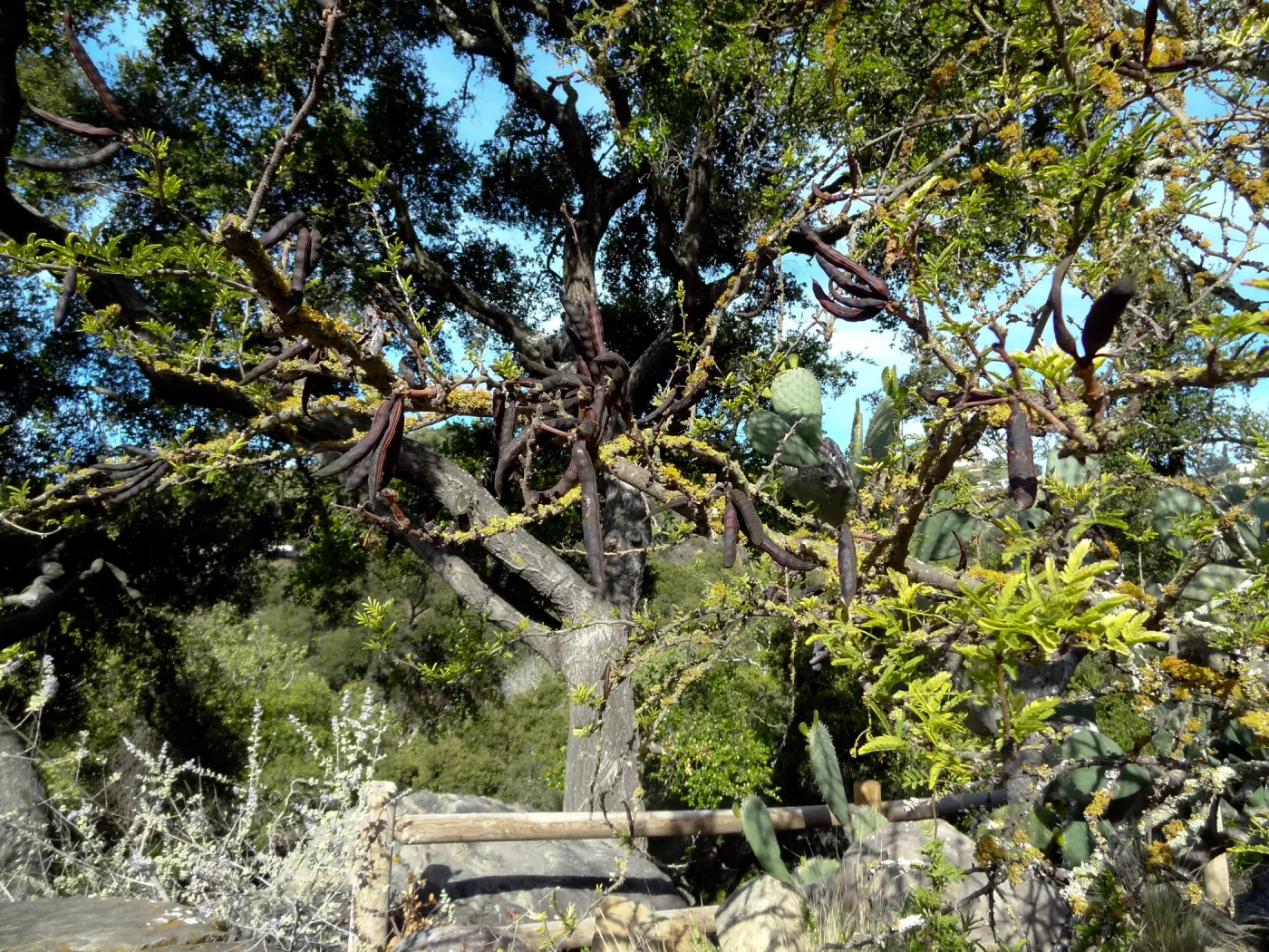 Desert Section, Santa Barbara Botanic Garden