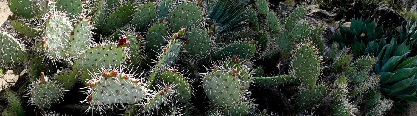 cactus panorama, Desert Section, Santa Barbara Botanic Garden