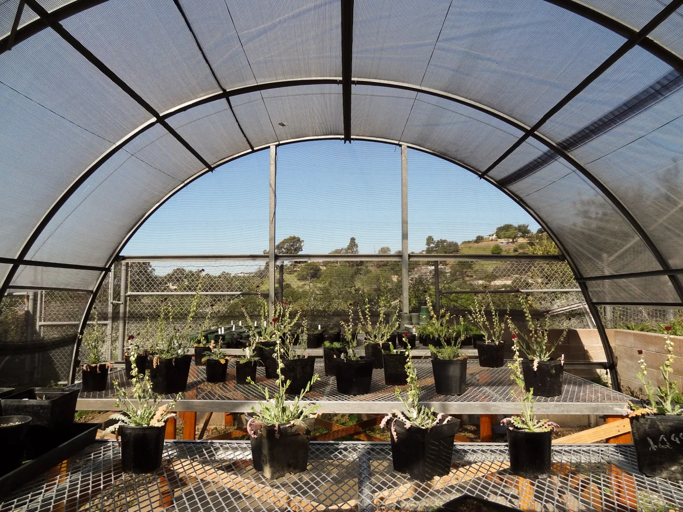 Conservation growing area, Santa Barbara jewelflower, Caulanthus amplexicaulis var barbarae