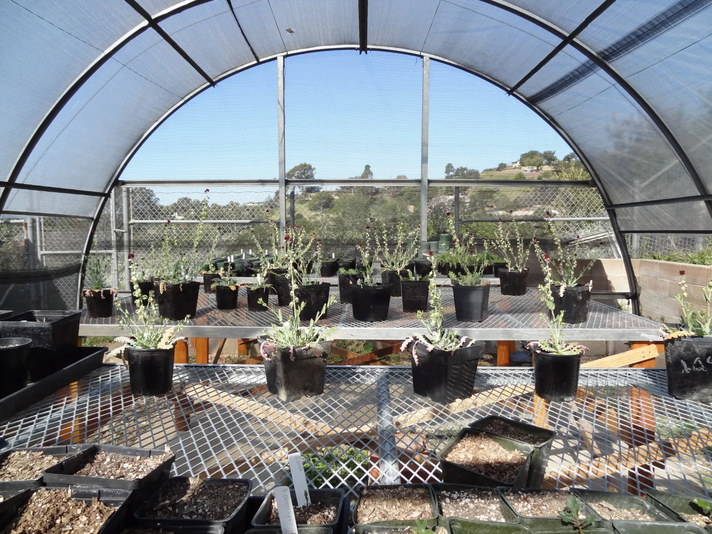 Conservation growing area, Santa Barbara jewelflower, Caulanthus amplexicaulis var barbarae