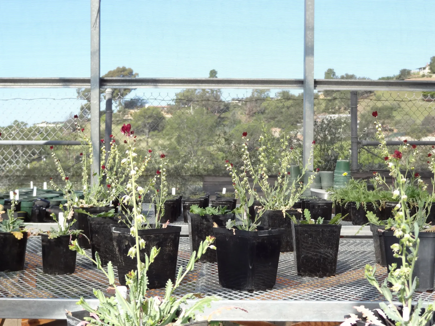 Conservation growing area, Santa Barbara jewelflower, Caulanthus amplexicaulis var barbarae