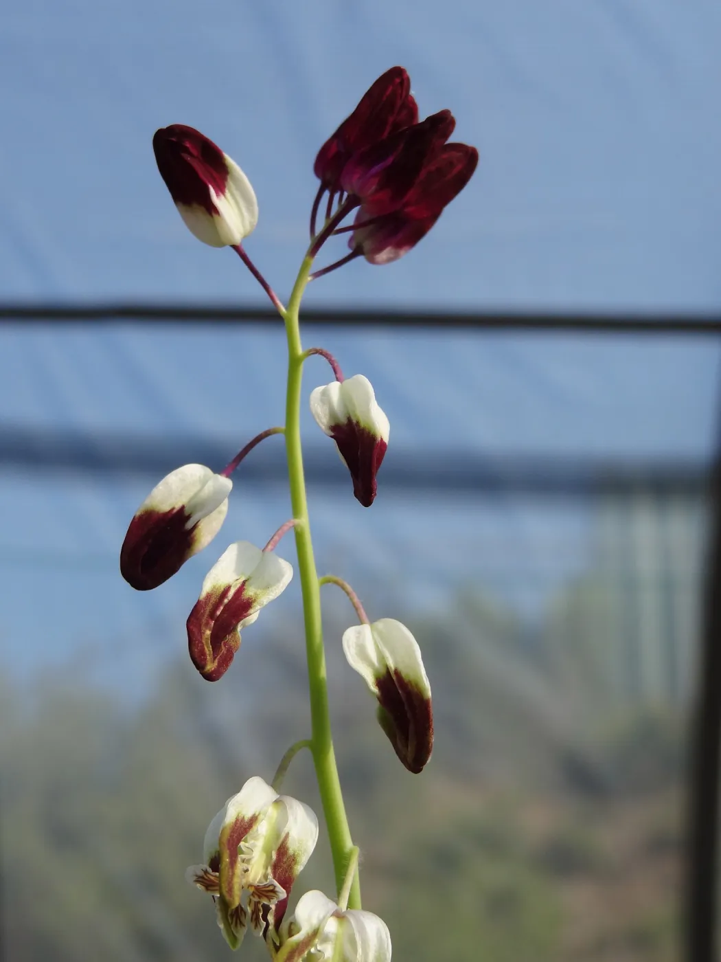 Conservation growing area, Santa Barbara jewelflower, Caulanthus amplexicaulis var. barbarae