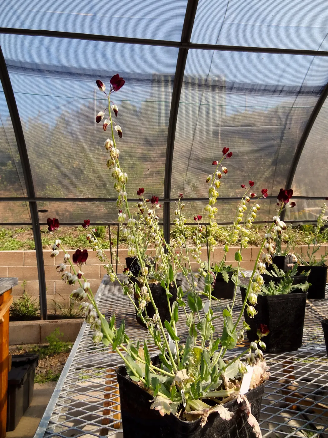 Conservation growing area, Santa Barbara jewelflower, Caulanthus amplexicaulis var barbarae