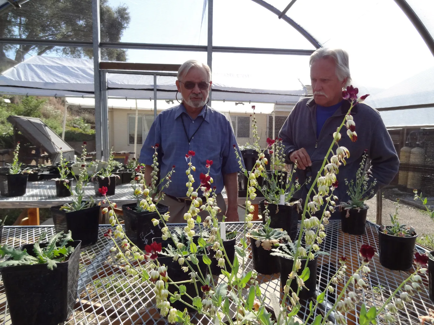 Conservation growing area, Santa Barbara jewelflower, Caulanthus amplexicaulis var barbarae, Dieter Wilken and Steve Junak