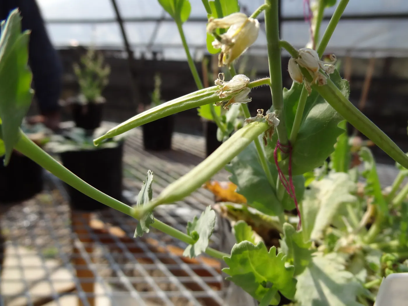 Conservation growing area, Santa Barbara jewelflower, Caulanthus amplexicaulis var barbarae