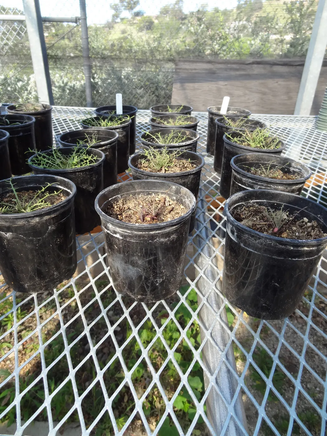 Conservation growing area, Santa Barbara jewelflower, Caulanthus amplexicaulis var barbarae