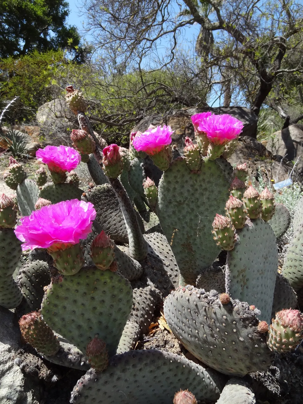 Desert flower close-up
