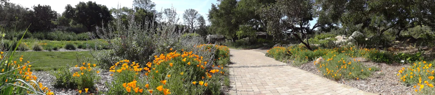 western edge of Meadow, pavered path, Meadow Oaks, panorama