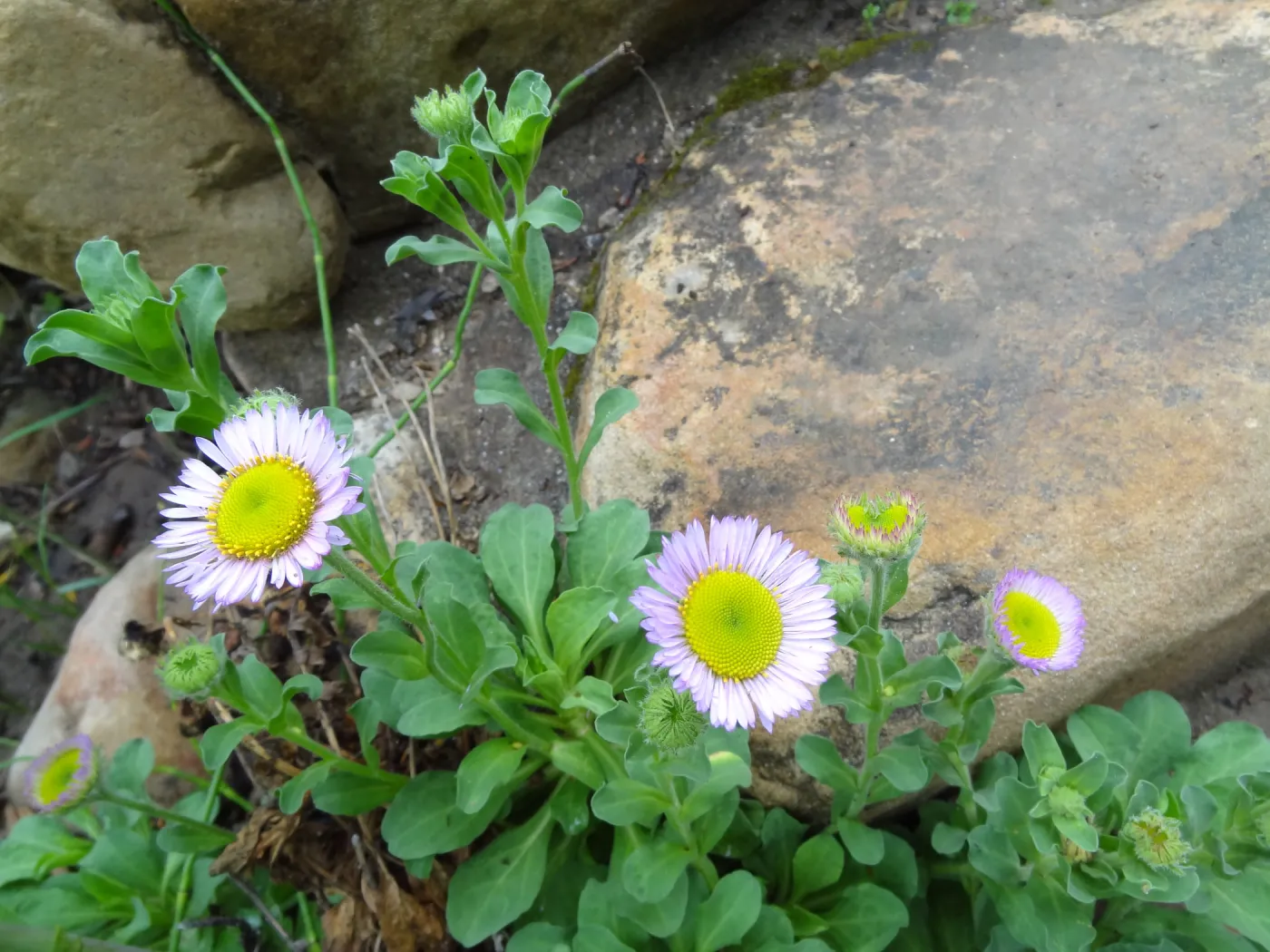 erigeron flowers in the Arroyo 