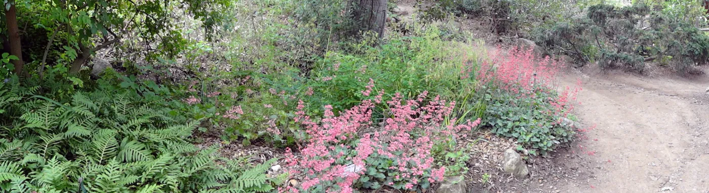 Arroyo Section, Heuchera in bloom, panorama