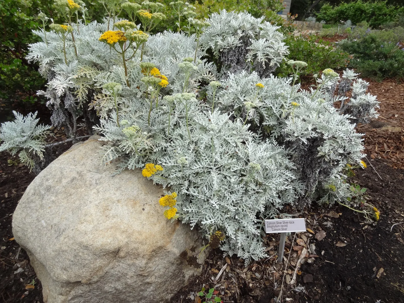 eriophyllum nevinii Canyon Silver in the Home Demonstration Garden