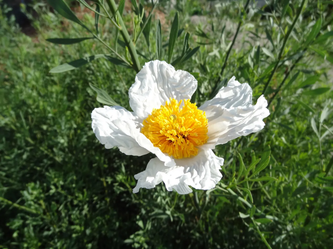 Matilija poppy flower