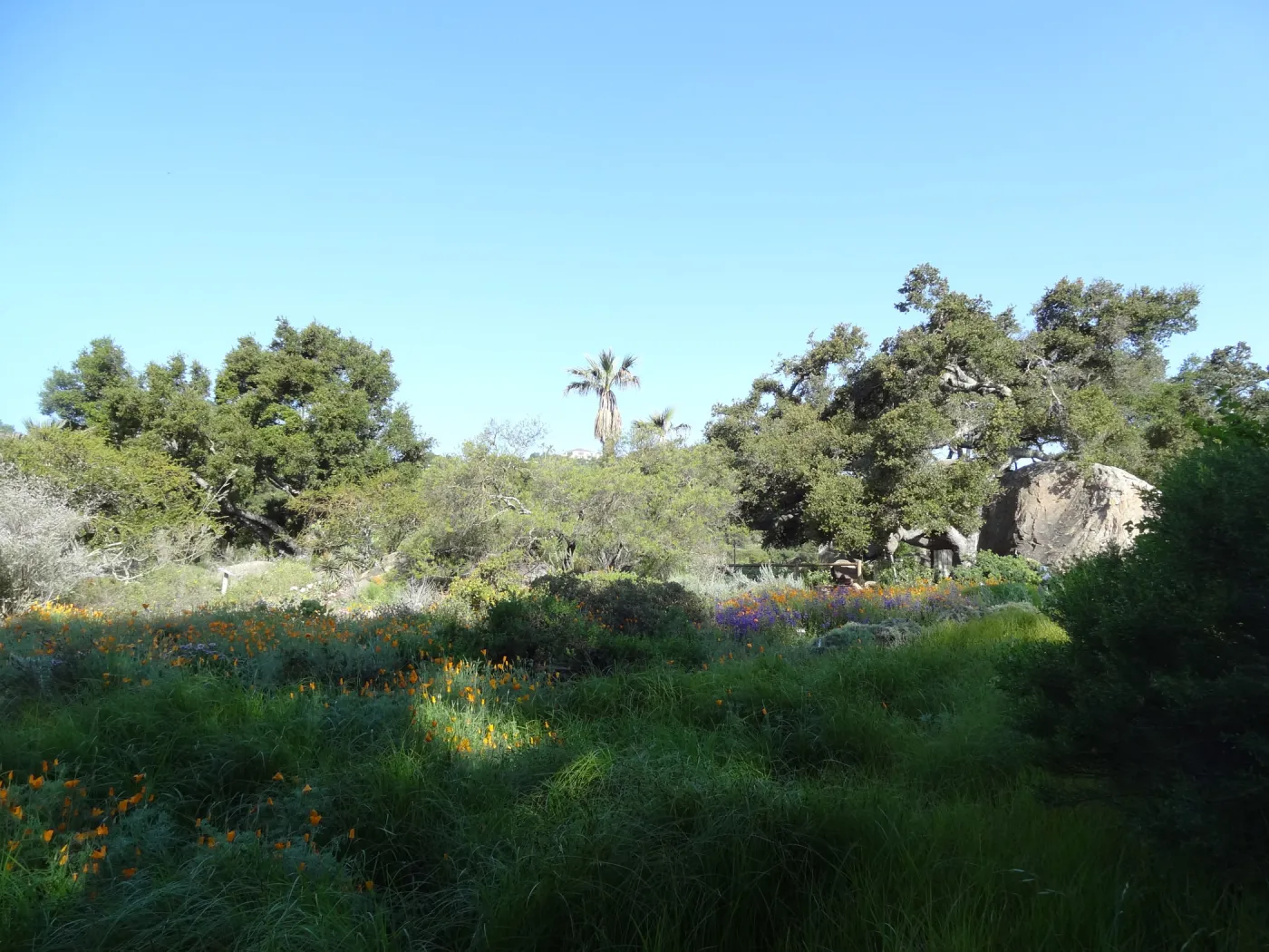 SBBG Meadow, Blakesly Boulder