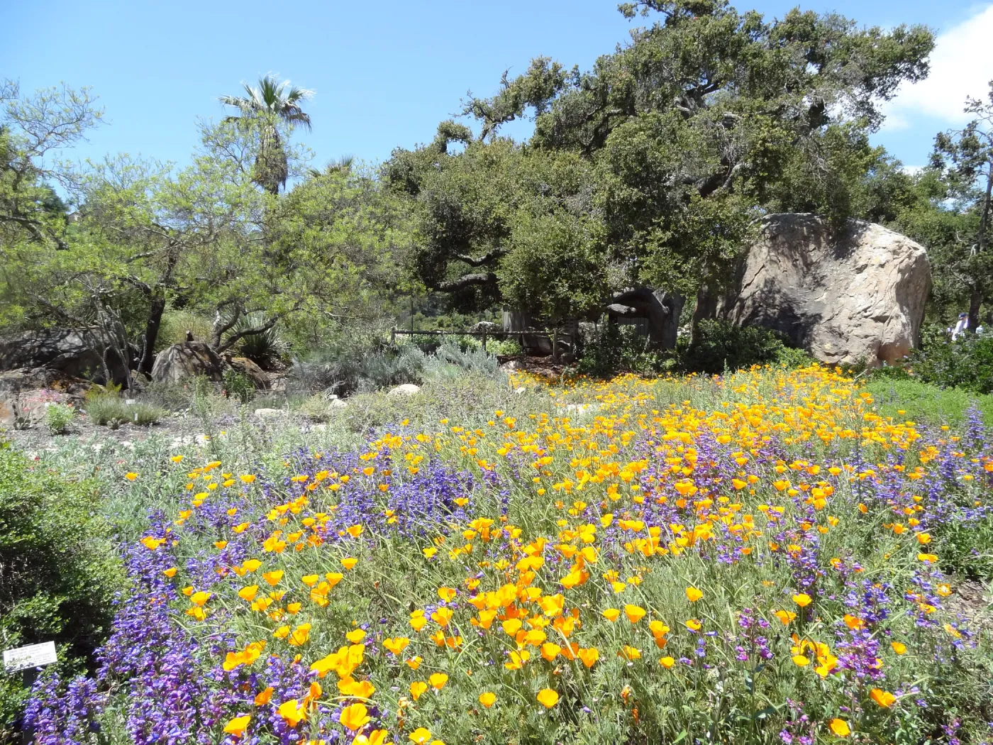 wildflowers in the lower Meadow, Spring 2012, Blaksley Boulder