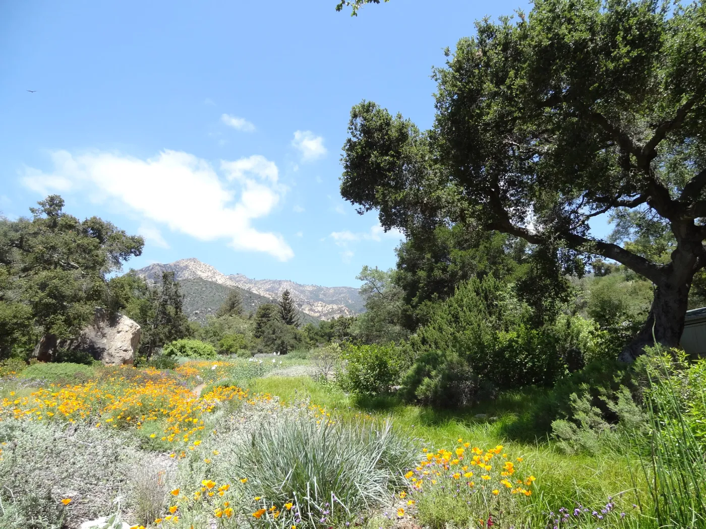 wildflowers in the lower Meadow, Spring 2012, Blaksley Boulder, view to La Cumbre Peak