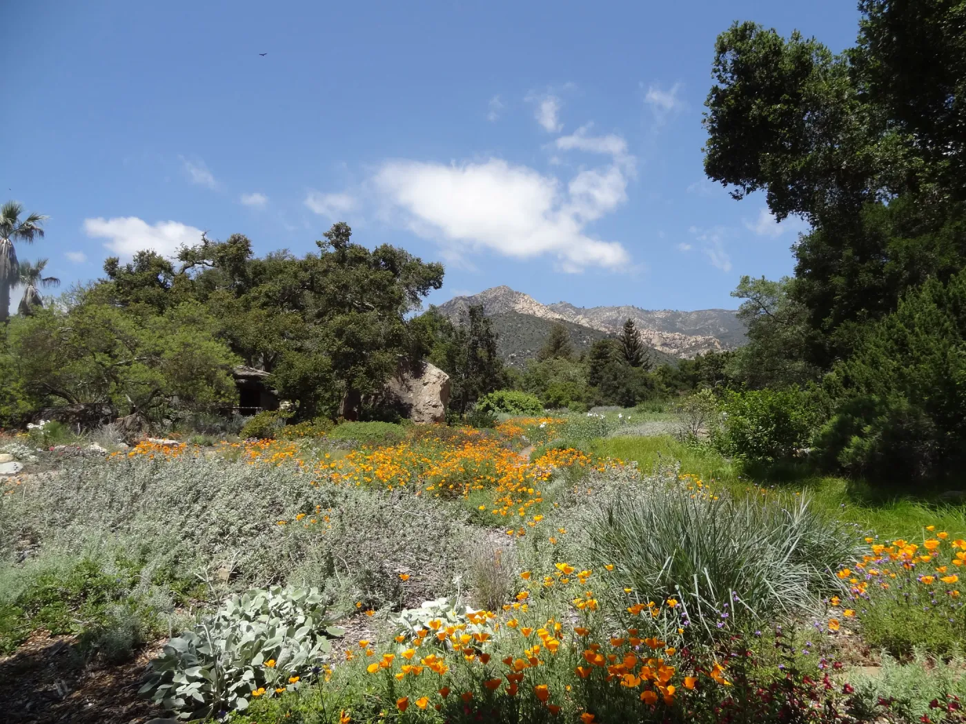 wildflowers in the lower Meadow, Spring 2012, Blaksley Boulder, view to La Cumbre Peak
