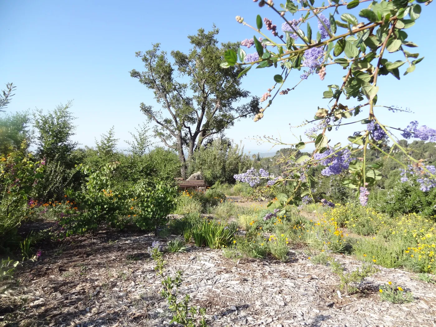 top of Porter Trail, Ceanothus Section