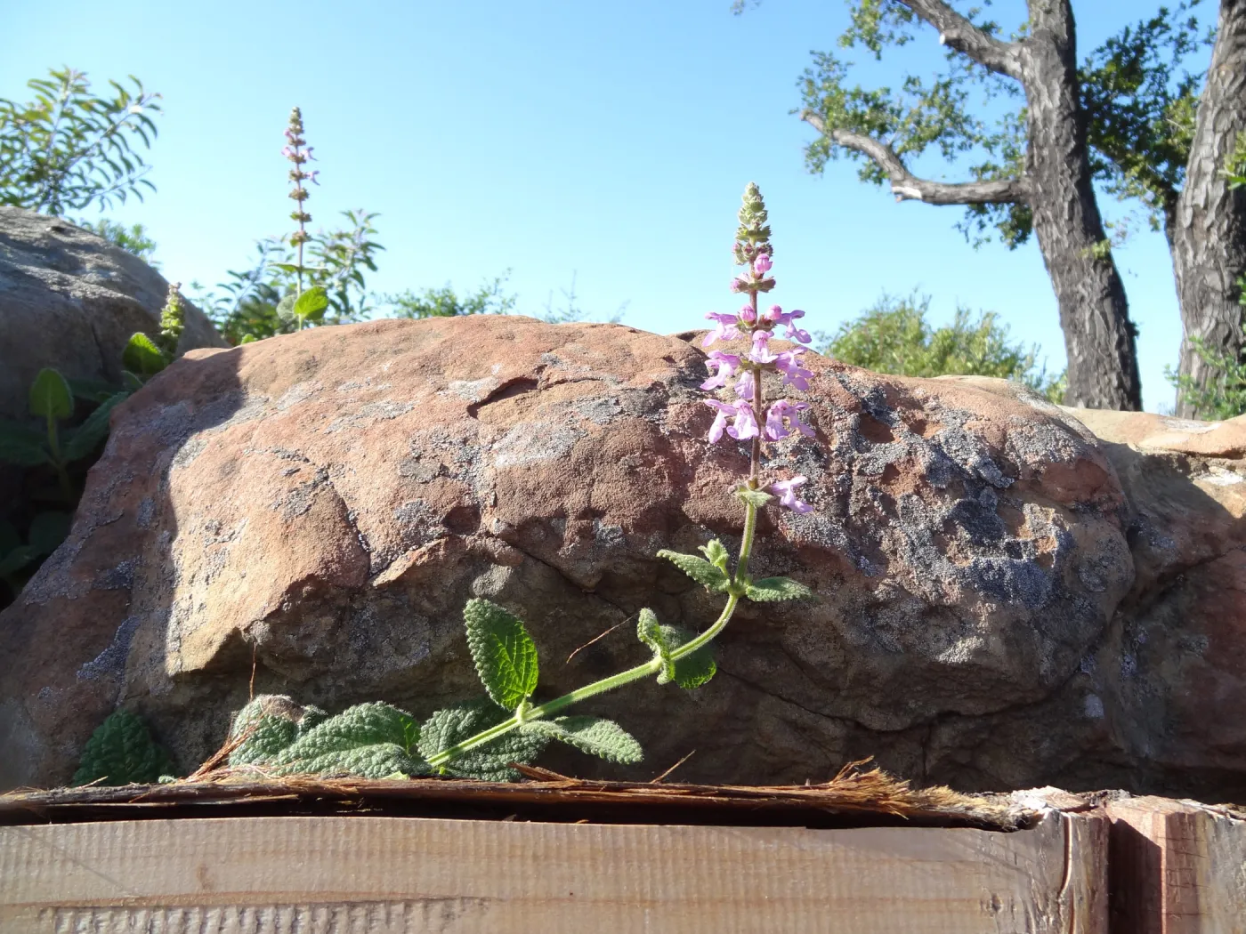 Stachys bulata, new wood on Mr. and Mrs. William Stratton Porter Bench (bench #64) on Porter Trail, 3 years after the Jesusita Fire