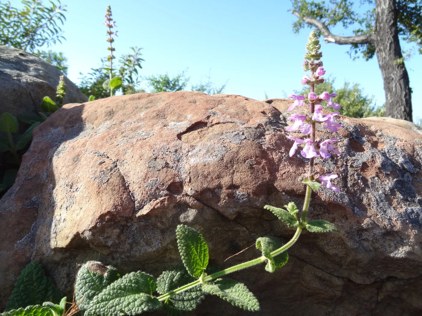 Stachys bulata