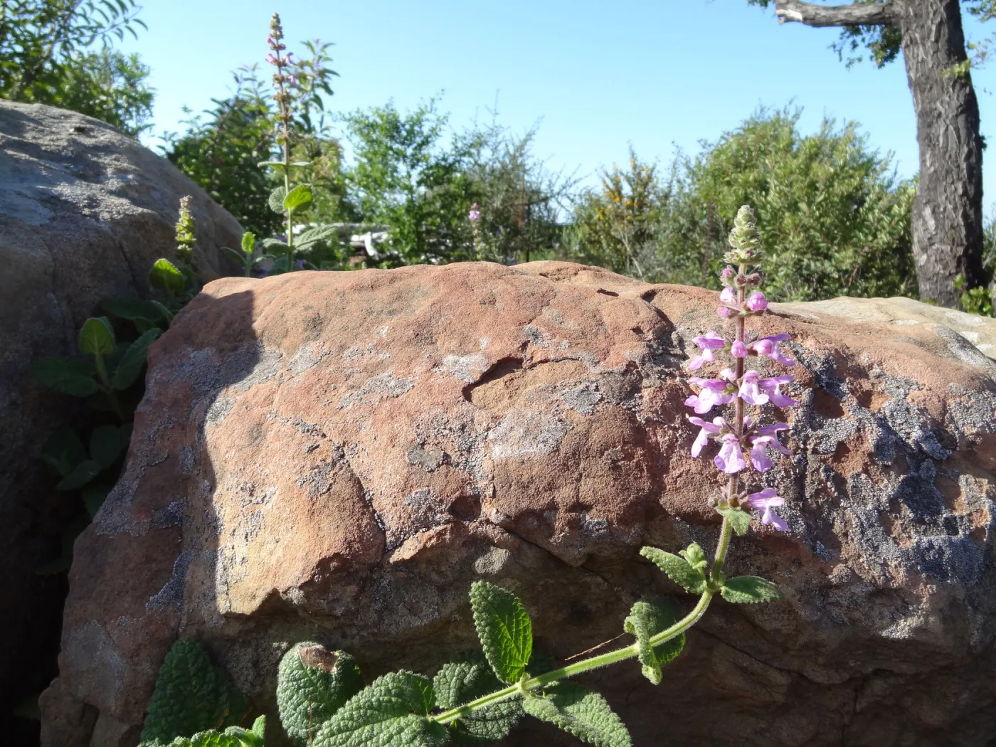 Stachys bullata