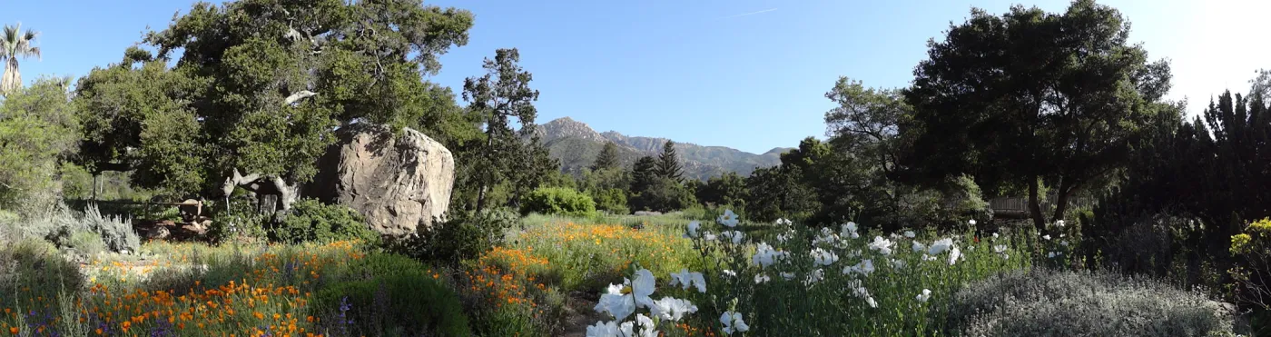 SBBG Meadow, wildflowers, Spring 2012, panorama