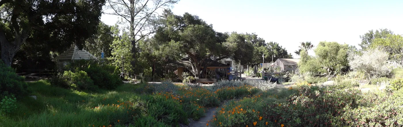 SBBG Meadow, wildflowers, Spring 2012, panorama