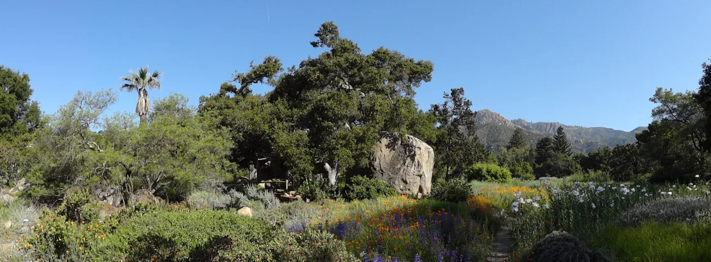 SBBG Meadow, wildflowers, Spring 2012, panorama