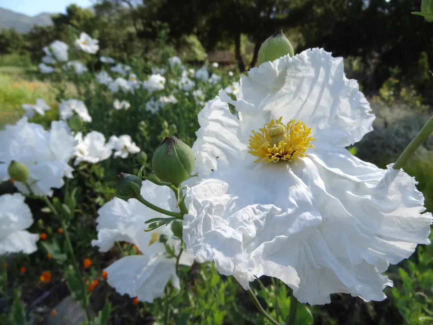 Matilia Poppies in the lower Meadow, wildflowers